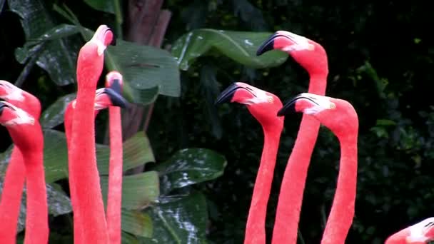 Flamingos flock in the Everglades — Stock Video