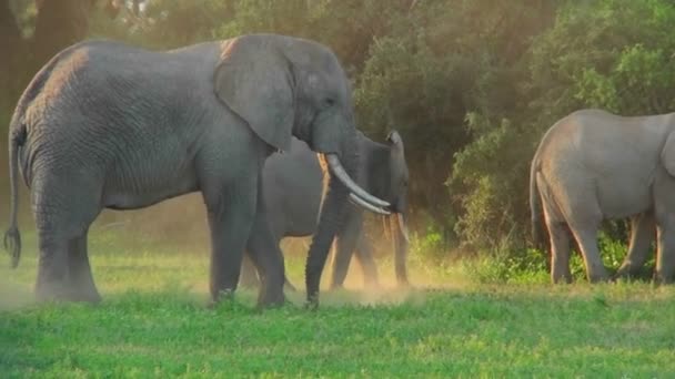 Elefantes africanos pastam — Vídeo de Stock