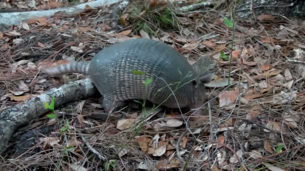 Un armadillo che scava e foraggia — Video Stock