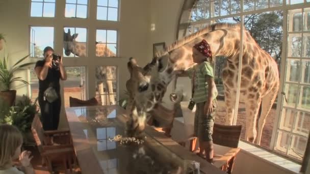 Girafas enfiam cabeças na janela — Vídeo de Stock