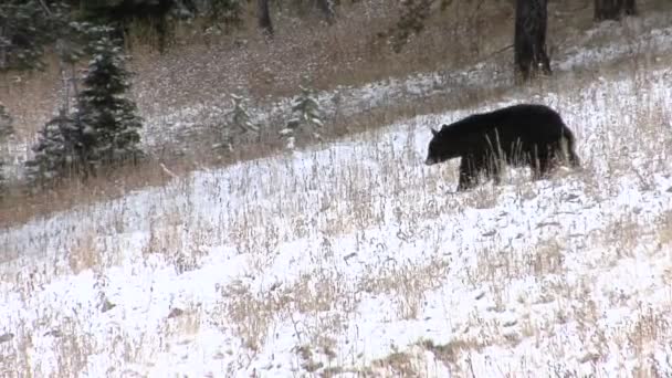 Um urso negro desce — Vídeo de Stock