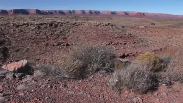 Cow skull lying in red dirt — Stock Video