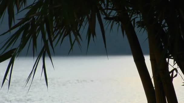 Bambusblätter wehen im Wind — Stockvideo