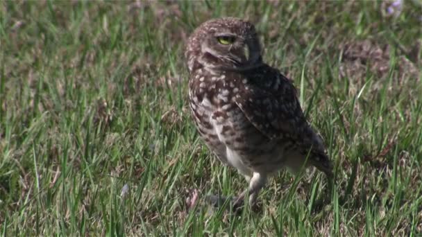 Une chouette fouisseuse regarde autour de elle — Video