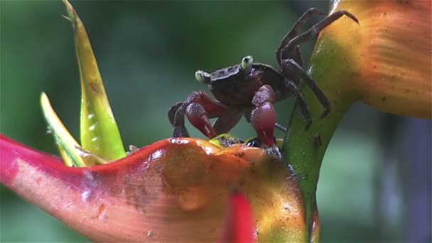 Le crabe rouge mange — Video