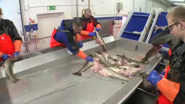 Hommes coupant du poisson à l'usine — Video