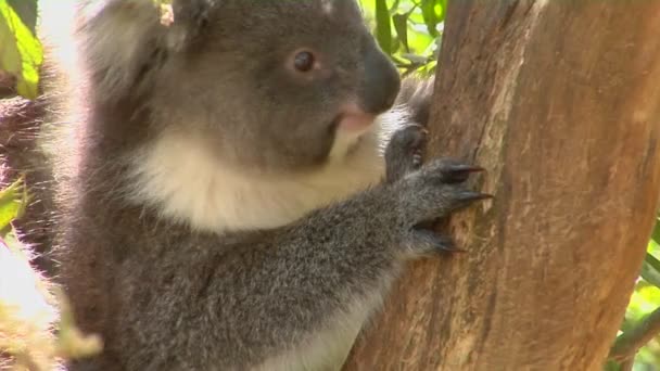 Koala urso senta-se em uma árvore — Vídeo de Stock