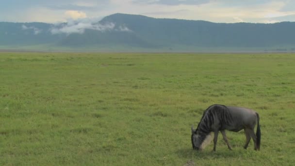 Wildebeest grazes on the plains — Stock Video