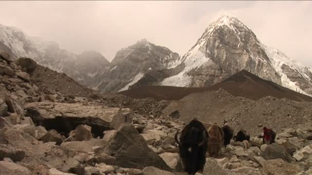 Yaks durchqueren unwegsames Gelände — Stockvideo