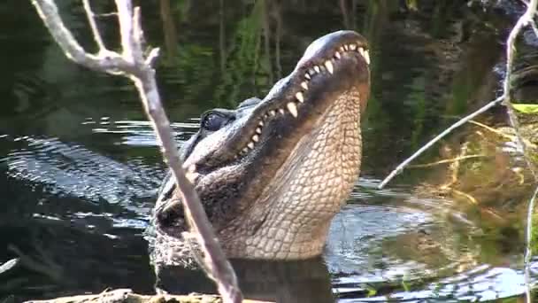 Alligator hebt seinen Kopf aus dem Wasser — Stockvideo