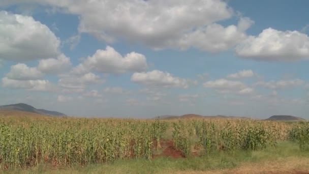 El maíz crece en campos agrícolas — Vídeos de Stock