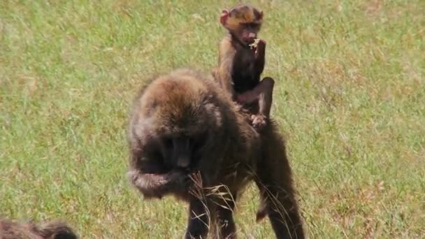 Un babuino bebé cabalga sobre sus madres de vuelta — Vídeos de Stock