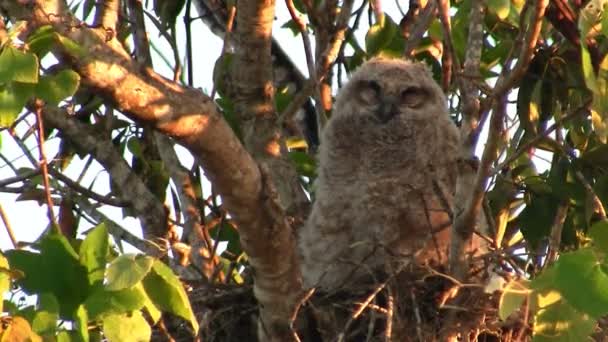 Búho mira desde las ramas de un árbol — Vídeo de stock