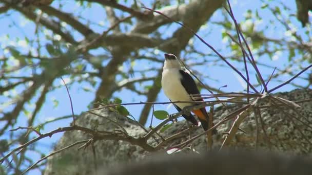 Weißkopfweber sitzt in einem Baum — Stockvideo