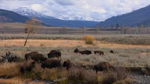 Buffaloes graze in Park, Wyoming — Stock Video