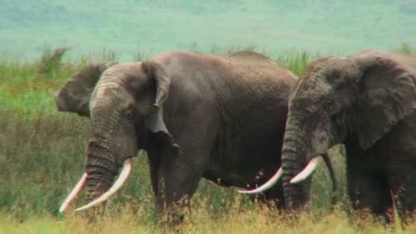 Elefantes africanos pastando — Vídeo de Stock