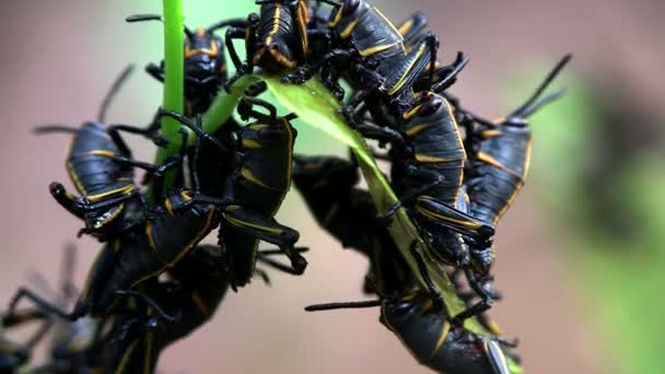 Zwarte insecten eten een groen blad — Stockvideo