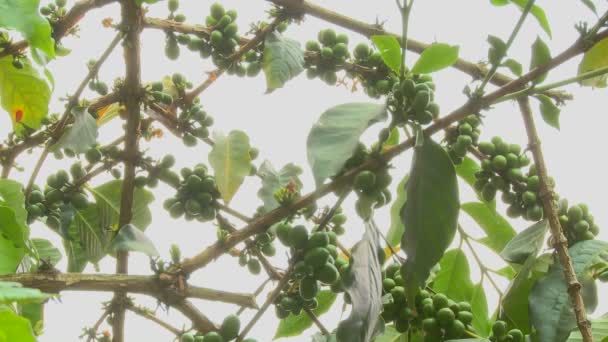 Bagas de café crescendo em uma localização tropical — Vídeo de Stock