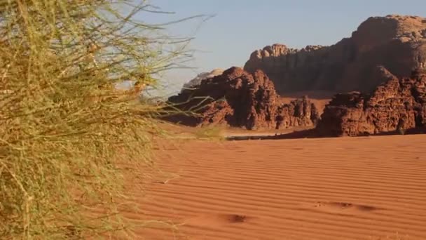 Camel train avec chauffeur se déplace à travers le désert — Video