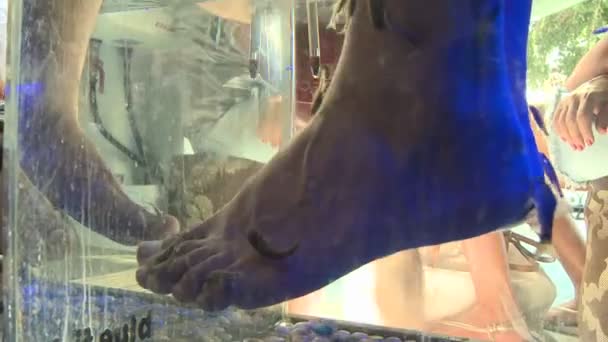 Fish spa in griechenland — Stockvideo