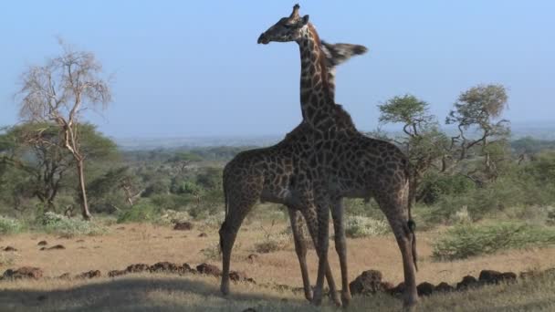 Girafas tussle de acasalamento comportamento — Vídeo de Stock