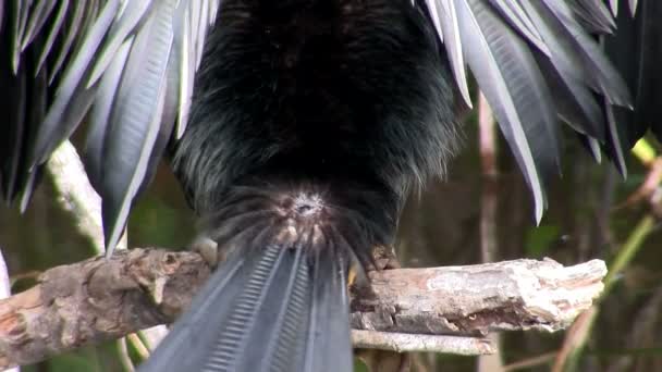 Vogel der Mangrove sitzt auf Baum — Stockvideo