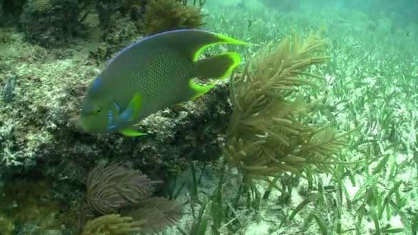 Baignade poissons tropicaux — Video