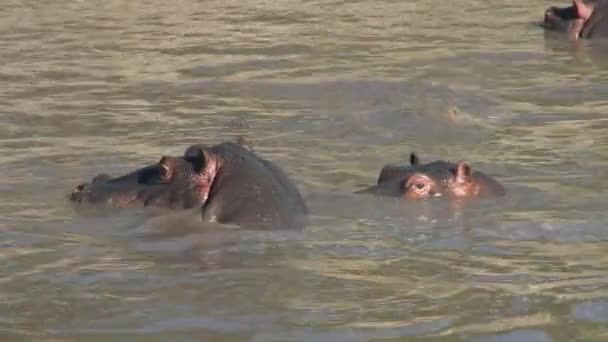 Una vaina de hipopótamos yacen en un río — Vídeo de stock