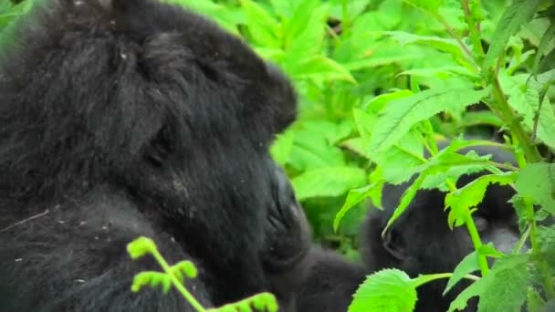 Baboons onder het bladerdek van de jungle — Stockvideo