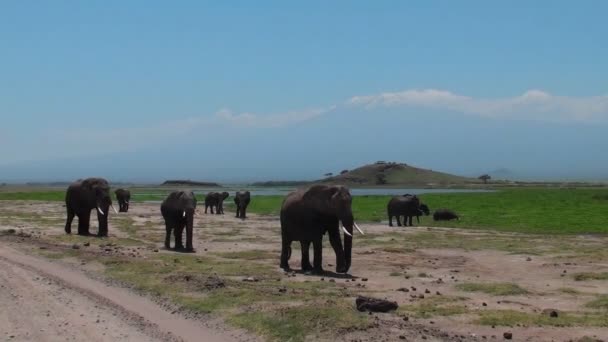 Afrika filleri geçiş — Stok video