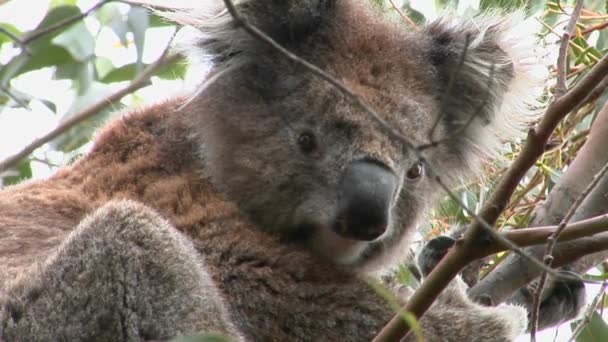 Koala urso senta-se em uma árvore — Vídeo de Stock