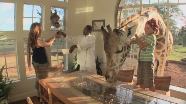 Giraffer sticka huvudet i fönstret — Stockvideo