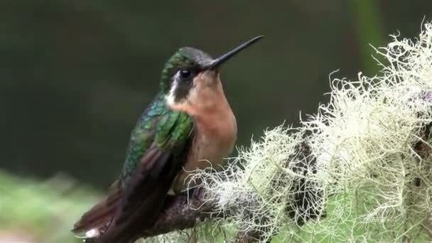 Hummingbird sits on a tree — Stock Video