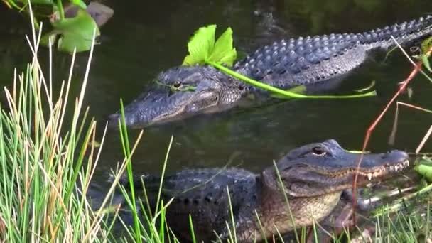 Аллигаторы плавают в болоте — стоковое видео
