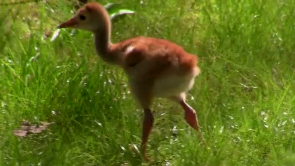 Sandhill crane chick — Stock Video