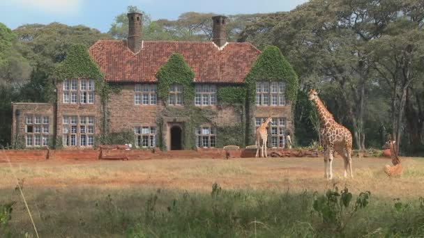 Giraffes mill outside mansion — Stock Video