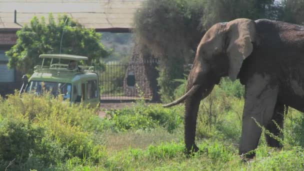 Massiva afrikanska elefanten poser — Stockvideo