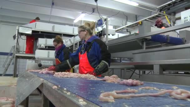 Kvinnor arbetar på fabriken en fisk — Stockvideo