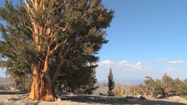 Antiguos pinos de Bristlecone — Vídeos de Stock