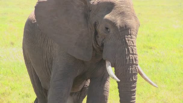 Elefant ser på kameran — Stockvideo