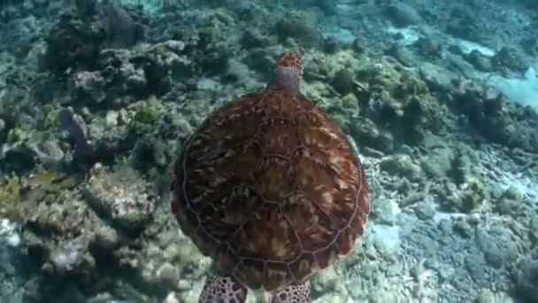 Una tortuga nada bajo el agua . — Vídeo de stock