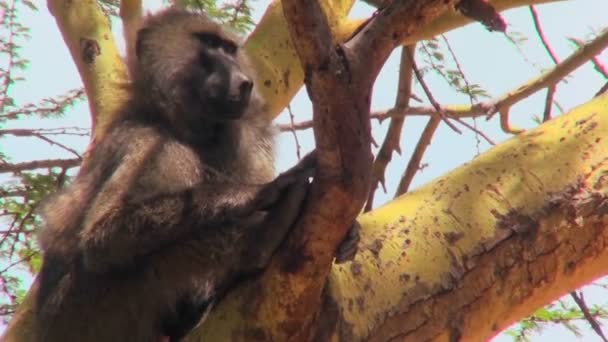 Un babuino adulto se sienta en un árbol — Vídeo de stock