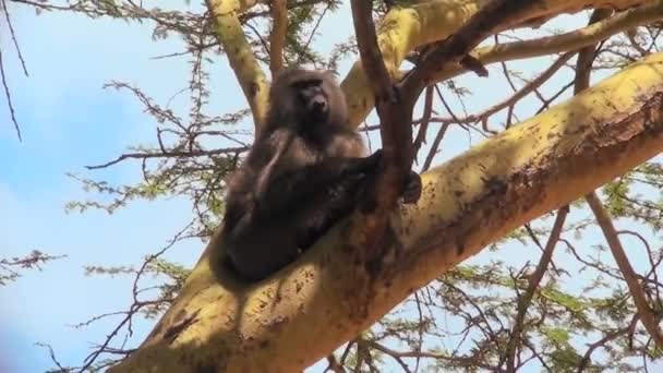 Un babuino adulto descansa en un árbol — Vídeo de stock