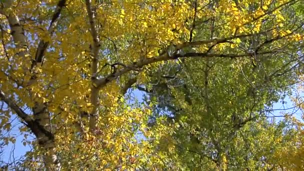 Viento cruje hojas — Vídeo de stock
