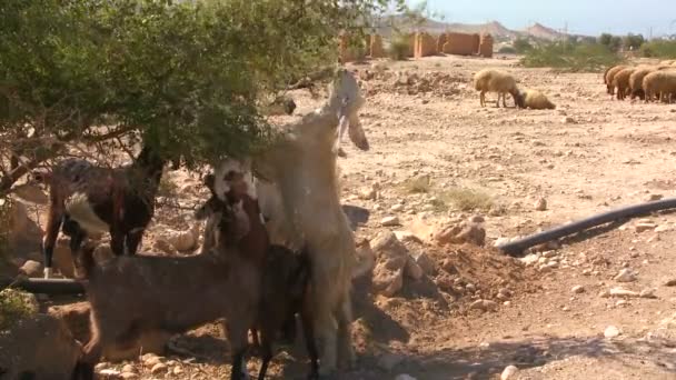 Getter äter vegetation i öknen — Stockvideo