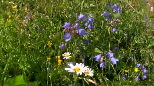 Flores estão florescendo na primavera — Vídeo de Stock