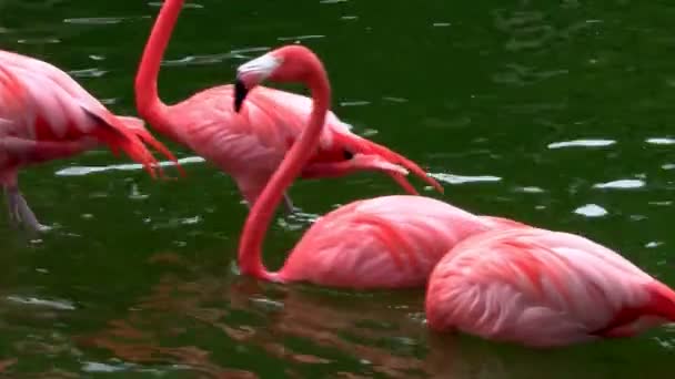 Flamingos schwärmen in den Everglades — Stockvideo