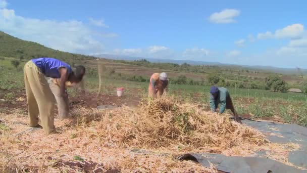 Hombres trilla trigo — Vídeos de Stock