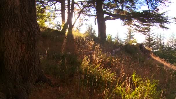 Die Sonne scheint durch die Bäume — Stockvideo