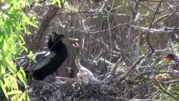 Aves do manguezal no ninho — Vídeo de Stock